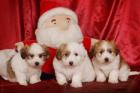 Coton de Tulear Babys EXCLUSIVE in BUNT SELTEN